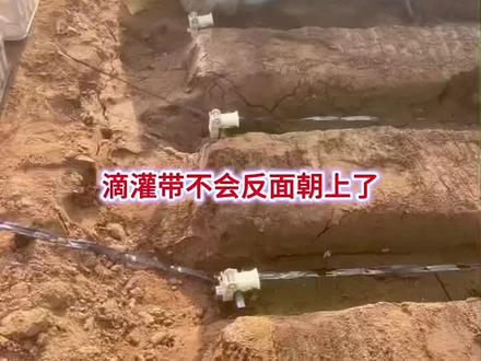 在铺设滴灌带的时候应该正面朝上,正面朝上滴水均匀,泥沙不容易堵眼。但是在拉伸滴灌带的时候很容易反面朝上,就需要拉伸之后再重新整理一遍,很费人工。用了这个小滴灌带安装神器,就能控制好正反面了。减少了很多人工费。点击下面小黄车了解。#心系三农服务三农 #谁知道这是什么 #种地小窍门 #阿娟农场