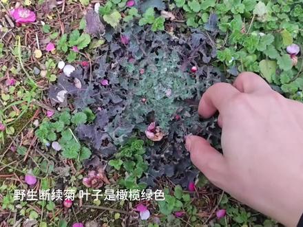 断续菊叶子为橄榄绿 猫眼草为黄绿 可以画条绿色的小金鱼#画画#鱼