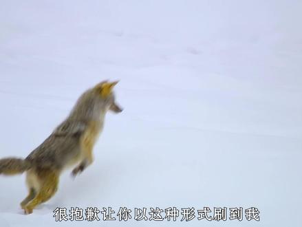 各位股东朋友江湖再见#动物世界 #动物科普 #告别