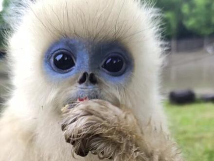 谁懂啊!被萌到了呀!🐒#川金丝猴#上海野生动物园