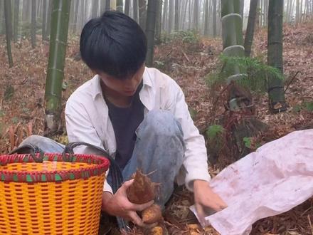 大川挖笋找鼓包裂缝是专业的,一挖一个准,效率快挖的多,挖笋就是这么简单!#新农人计划2024#挖冬笋#冬笋#挖笋的乐趣只有体验过才懂#我的乡村生活