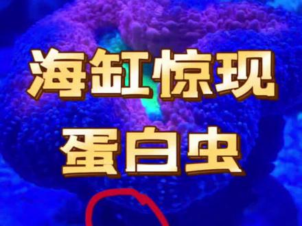 海缸惊现蛋白虫?这些情况你得知道!
在海缸的养护过程中,有时会突然发现蛋白虫的身影。那么,海缸中出现蛋白虫,通常暗示着哪些情况呢?
第一,水质过于肥沃
蛋白虫属于水生寡毛类动物,它们特别钟情于富含有机物的水体环境。想象一下,当海缸里残饵堆积、鱼的粪便等有机物大量存在时,这就如同为蛋白虫准备了一场丰盛的“美食盛宴”。在这样充足的食物来源下,蛋白虫自然会大量繁殖,迅速在海缸中占据一席之地。
第二:过滤系统不给力
海缸的过滤系统就像是海缸的“清洁卫士”,如果它不能有效地去除水中的有机物和杂质,水质就会逐渐恶化,进而为蛋白虫的滋生创造了绝佳条件。比如说,过滤棉长时间不清洗,被杂质堵塞得严严实实,或者滤材使用时间过长老化了,都会大大影响过滤效果,让蛋白虫有了可乘之机。
第三,光照过度
过强的光照以及较长的光照时间,会像催化剂一样促进水中藻类和微生物的疯狂生长。而这些藻类和微生物,恰好为蛋白虫提供了适宜的生存环境。同时,在这样适宜的光照条件下,海缸中的一些细菌也会大量繁殖,蛋白虫以这些细菌为食,自然就会大量滋生。
第四,新成员带来隐患
当我们往海缸里新引入海洋生物、水草或者活石等“新成员”时,它们有可能携带蛋白虫的卵或幼虫。一旦这些“不速之客”进入海缸,在合适的环境下,就会迅速孵化和繁殖。
虽然蛋白虫的出现一般不会对海水鱼和其他生物造成直接的危害,但它们大量繁殖后,密密麻麻的样子会严重影响海缸的美观。而且,蛋白虫的大量出现其实是一个危险信号,它表明海缸的水质可能已经出现了问题。
想系统高效学习海缸知识的鱼友,请私信我。
点赞、关注 一起简单开心玩海缸!
#珊瑚 #海缸趣事 #海缸 #海水缸 #海缸日记