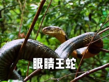 将眼镜王蛇放归大自然#动物世界 #的救援 #眼镜王蛇 #万物可爱计划
