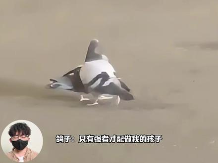 鸟界三大邪修,原来鸟这个生物这么阴#鸟 #走鹃 #乌鸫 #离谱