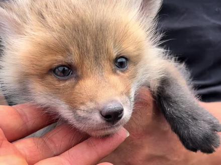 宠物狐狸都有哪些品种呢?