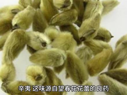 乔医生趣聊中药 第三十六集 辛夷