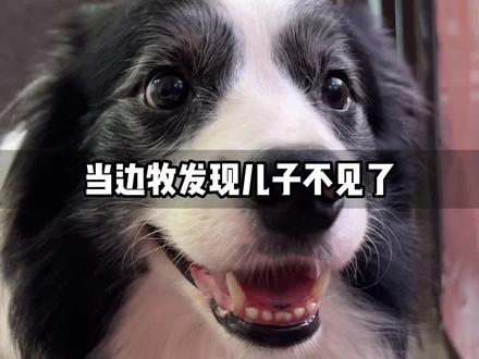 奥斯卡掉水塘里单独送去洗澡,可把奥利想念坏了#边牧父子