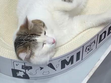 觅得狸猫抓板 白卡纸、无甲醛、无异味#猫猫 #养猫日常 #好物安利 #觅得狸