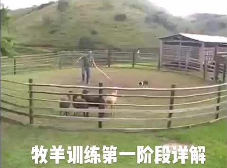 牧羊训练第一步详解#牧羊训练 #精神小狗 #伯德庄园边境牧羊犬 #人与动物和谐共处 #牧场
