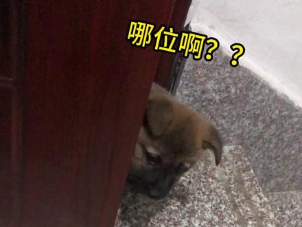 欢迎浓眉到来#柴犬受害者联盟 #狗 #狗狗救助 #狗狗救助流浪狗 #狗狗领养