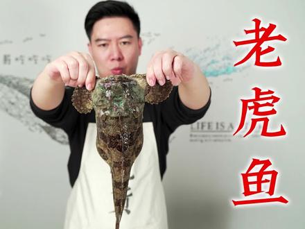 试吃剧毒老虎鱼,虽然奇丑无比,肚子里却藏着一堆好东西 #老虎鱼