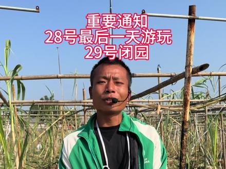 甘蔗活动还有最后两天啦#偷甘蔗