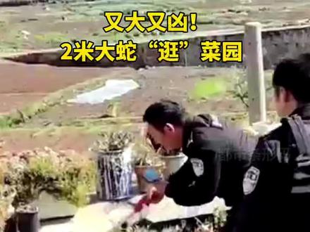 又大又凶!2米大蛇“逛”菜园 #2米大蛇 #菜园 #黑眉锦蛇