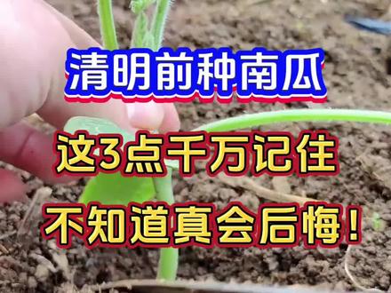 清明前种南瓜,这三个小技巧一定要记住,学会南瓜花多果多挂满藤 #南瓜种植 #贝贝南瓜 #农业种植 #三农 #种植小技巧