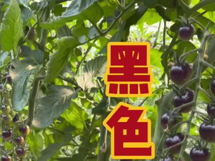 黑色的番茄你见过吗,别看它长得黑,其实口感特别好,在家种几棵试试吧#黑番茄种子 #新农人计划2021