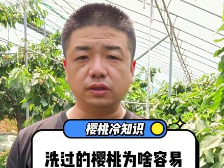 樱桃冷知识: 洗过的樱桃为什么变质更快?30秒!铁哥给你讲个明白#三农 #樱桃冷知识 #洗过的樱桃容易坏 #烟台福山大樱桃
