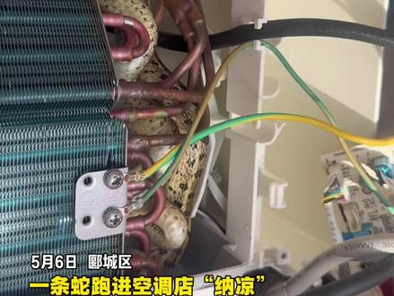 一条小蛇跑进卖空调店“纳凉”