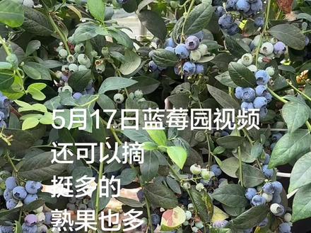 5月17日实拍 #自家蓝莓种植 #原生态蓝莓种植 #蓝莓种植基地 #蓝莓自摘 #采摘蓝莓的季节