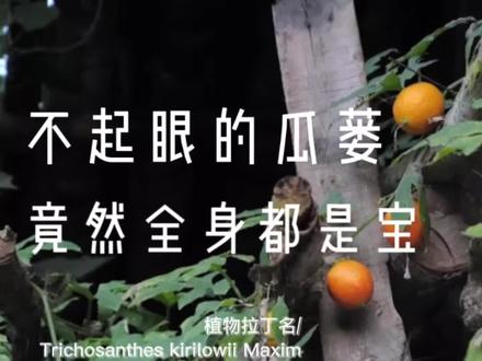 瓜蒌,全身都是宝#瓜蒌#记录三农 #植物科普#乡间新农人 #新农人计划2022 @抖音小助手