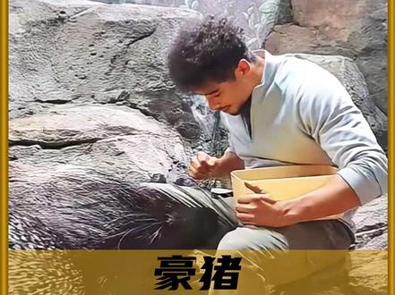 国外喂养豪猪? #内容启发搜索