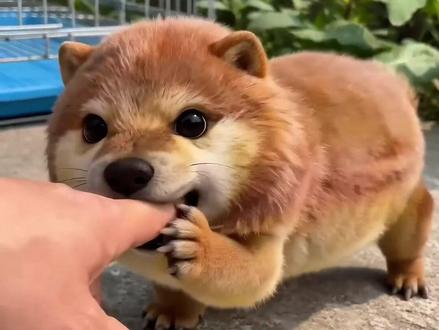 所以刀盾是不是狗😂
#我的刀盾 #猫meme #萌宠 #柴犬