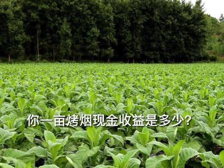 烤烟每亩现金收益3400元 #云南烤烟 #烤烟 #烤烟种植 #烟叶 #烤烟种植技术与管理