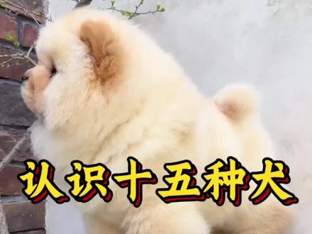 科普分享一些犬的种类,你看你认识几种!#盘点#科普#分享#犬