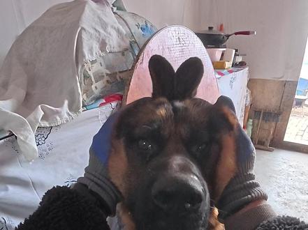 来福这状态很快就会恢复了 #日常vlog #我的乡村生活 #农村生活