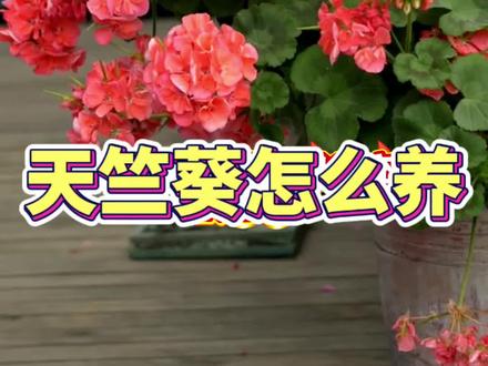 天竺葵养护 #天竺葵 #天竺葵盆栽 #天竺葵怎样养护