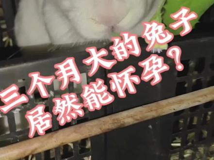 三个月大的兔子就能怀孕?