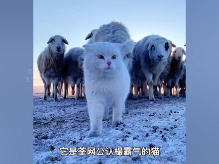牧羊喵大白,来自呼伦贝尔大草原的霸气喵王! #牧羊猫大白 #呼伦贝尔大草原 #居然被一只猫帅到了 #白猫