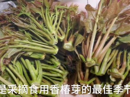 跑步的好处与功效和副作用 7b0dcdcc3c1527ad28751dc68d158a1c~tplv-dy-resize-origshort-autoq-75:330.jpeg?x-expires=1997938800&x-signature=53XXHw4jHKF%2FJFTtXzmOKBmS5NQ%3D&from=3213915784&s=PackSourceEnum_AWEME_DETAIL&se=false&sc=cover&biz_tag=pcweb_cover&l=2023042715453451CE73A3261F81030AB6