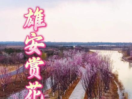 雄安赏花佳境#汉服出行 #雄安新区 #中央绿谷 #谏司阁汉服