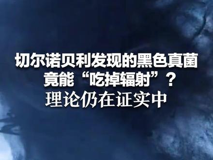 切尔诺贝利发现的黑色真菌,竟能“吃掉辐射”?理论仍在证实中,或成未来宇航员的“生物护盾”
