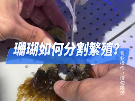 如何正确分切繁殖珊瑚?简单几步就搞定!#海水鱼珊瑚 #海缸日记 #水族 #珊瑚 #玻璃缸中的大自然 @DOU+小助手 @抖音小助手