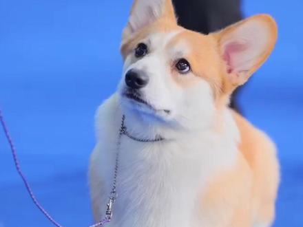 #赛级柯基 #奶油脸柯基 #小短腿 #柯基 #赛级犬 赛级柯基你见过吗 跟普通的家养柯基有什么不同呢 同样是小短腿柯基 赛级优良血统体现在哪里呢