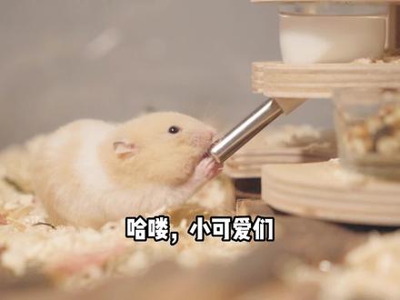 仓鼠品种大分类(上集),你最喜欢哪个品种呢?#萌宠小仓鼠 #萌宠 #仓鼠品种