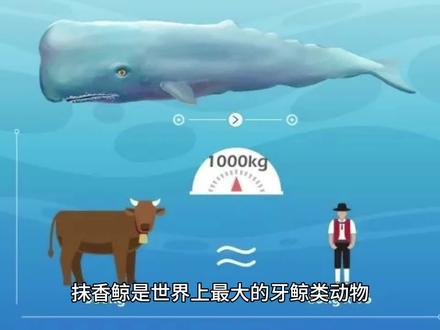十个关于抹香鲸的冷知识 #鲸