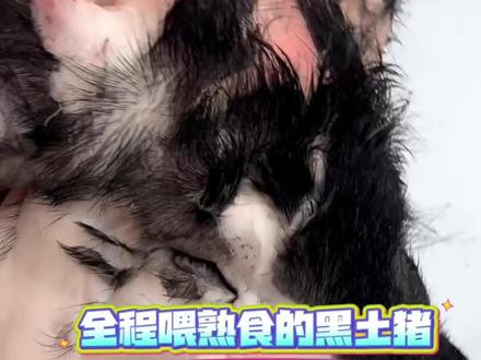 全程喂熟食的黑土猪#猪肉分割技巧 #猪肉佬的日常生活 #土猪 #乡村守护人 #隆回