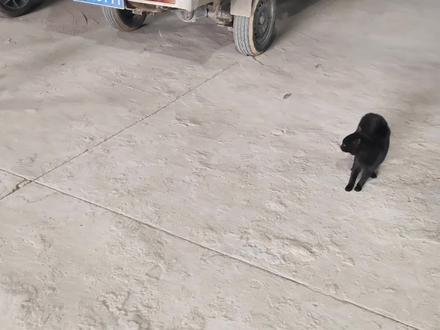 流浪犬对战流浪猫,只为抢夺粮食