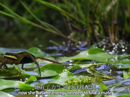 水涯狡蛛猎食不靠蛛网,吐丝自带香气只为勾引对象,水涯狡蛛是大体形的一种蜘蛛,一种罕见的蜘蛛,它们会排泄粪便落入水中形成涟漪作为诱饵吸引鱼类,它们主要栖息在沼泽和池塘之中。#水涯狡蛛 #蜘蛛 #神奇的动物在抖音