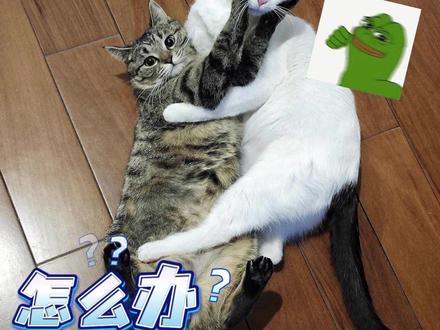 多猫家庭之间打架怎么办? #多猫家庭 #猫咪打架 #猫咪日常 #新手养猫 #猫咪科普