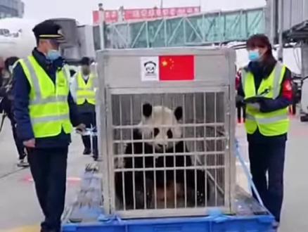 旅日熊猫晓晓和蕾蕾已抵达四川成都!有序的进行转专车接送一路群众举着国旗喊着欢迎回家的口号#欢迎国宝归来#大熊猫晓晓蕾蕾#国宝大熊猫#sora2#日旅熊猫
