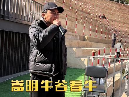 参加嵩明牛谷新齐口野牛组比赛的总计32头牛,老板说门票三千多张,好像各位牛主的理解支持,下次再见!