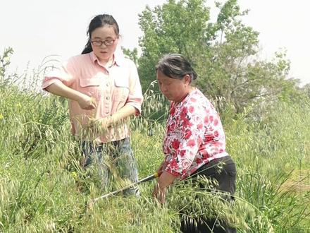 野燕麦这个被很多人忽略掉的宝妙用可不少能做燕麦茶能做锅刷用 #我的乡村生活 #乡村守护人 #新农人计划2026 #抖音新农人 #野燕麦 @抖音小助手