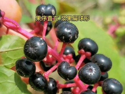 商陆,果子很漂亮,但不能吃#创作灵感 #草本植物 #神奇植物在哪里 #商陆 @DOU+小助手