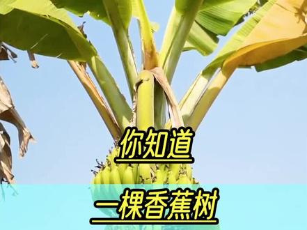 你知道可以将香蕉树加工出可降解的姨妈垫吗#科普 #废品利用变废为宝