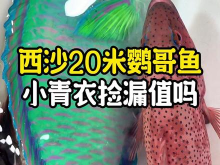 断货1个月了,新回港小青衣5斤装这波捡漏放 @吃三沙的鱼云朵.云之品野生海鲜 #青衣鱼 #鹦哥鱼 #西沙群岛 #野生海鲜 #渔民海鲜