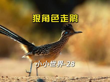 世界上跑的最快的鸟,把毒蛇当甜点,沙漠里的小生命,生存很艰难 #自然纪录片 #动物解说 #野生动物 #走鹃
