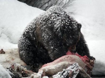 棕熊露娜的冬眠之旅 #动物世界 #棕熊